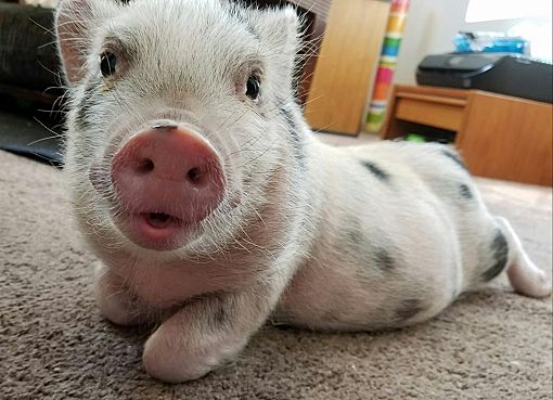 Adoptable pigs top near me