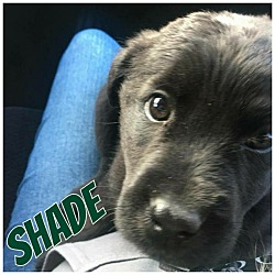 Photo of Shade