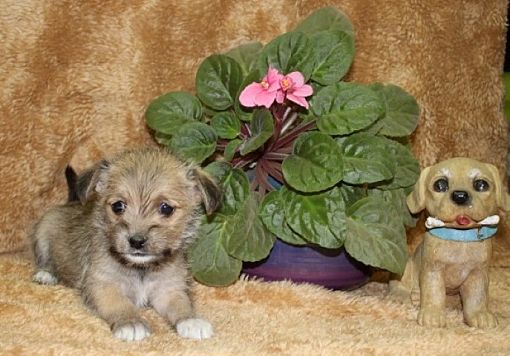 Salem Nh Havanese Meet Daisy Duke A Pet For Adoption