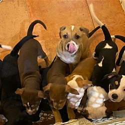 Thumbnail photo of Tasha's puppies #4