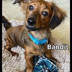 Thumbnail photo of Bandit #1