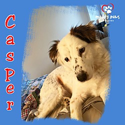 Thumbnail photo of Casper (Courtesy Post) #4