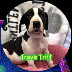 Photo of Travis Tritt