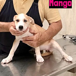 Photo of Mango