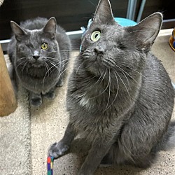 Photo of Luna & Ben Green BONDED PAIR