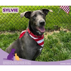 Thumbnail photo of Sylvie #1