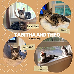 Thumbnail photo of Tabitha and Theo - bonded kittens #1