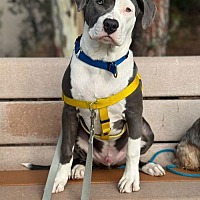 adopt a pet