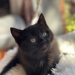 bonded pet photo