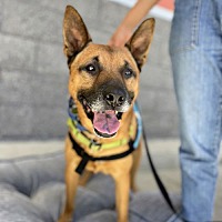 adopt a pet