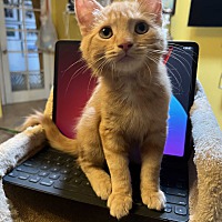 adopt a pet