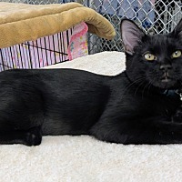 adopt-pet