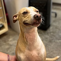 adopt a pet