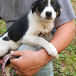 Photo of Daisy