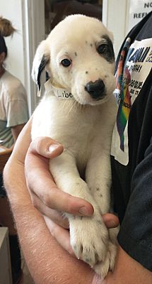 Middletown, NY - Great Pyrenees/Springer Spaniel. Meet Liberty a Pet ...