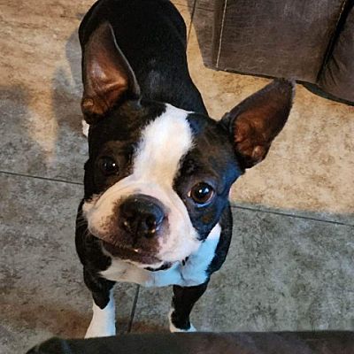 Phoenix, AZ - Boston Terrier. Meet Storm a Pet for Adoption - AdoptaPet.com