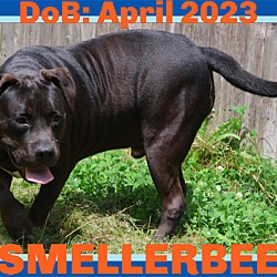 Thumbnail photo of SMELLERBEE - $100 #1