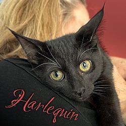 Thumbnail photo of Harlequin #1