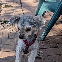 adopt-pet
