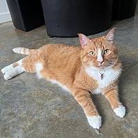 adopt a pet