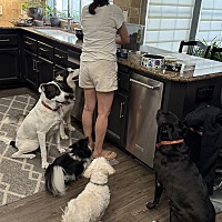 adopt a pet