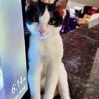 adopt-pet