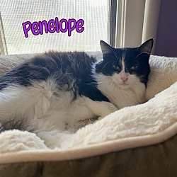 Thumbnail photo of Penelope Pussycat #4