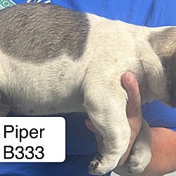 Thumbnail photo of Piper B333 #2