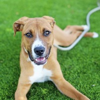 adopt a pet