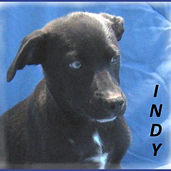 Thumbnail photo of Indy #3