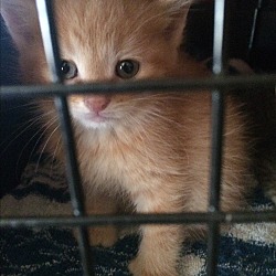 Thumbnail photo of Orange Kittens #1