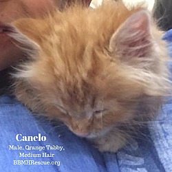 Thumbnail photo of Canelo #2
