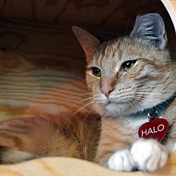 Thumbnail photo of Halo #1
