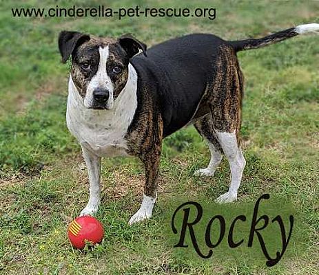 Mission Tx Staffordshire Bull Terrier Meet Rocky A Pet