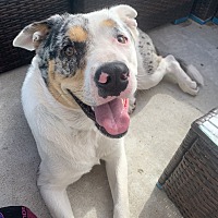 adopt a pet