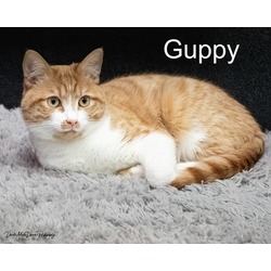 Photo of GUPPY