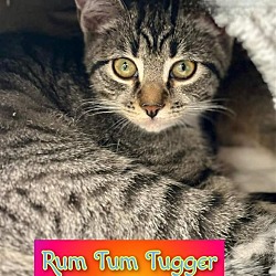 Photo of Rum Tum Tugger