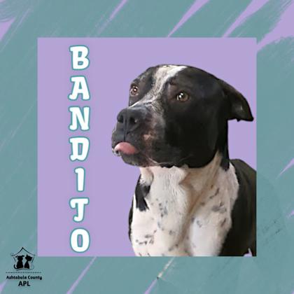 Photo of Bandito