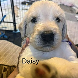Photo of Daisy puppy