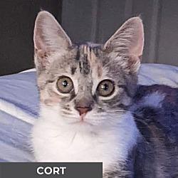 Thumbnail photo of Cort #1