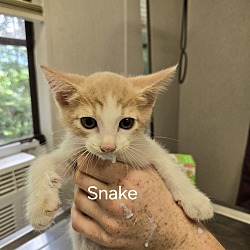 Thumbnail photo of Snake #3