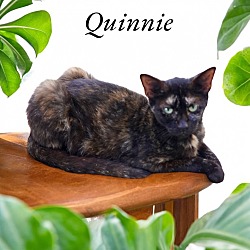 Thumbnail photo of Quinnie #1