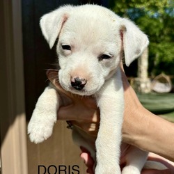 Thumbnail photo of Gracie’s Doris #2