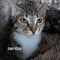 Thumbnail photo of Zambia #2