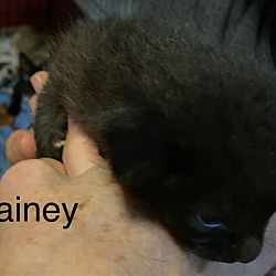 Thumbnail photo of Lainey #2