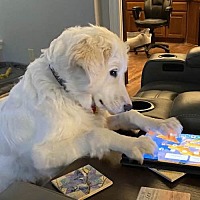 adopt a pet
