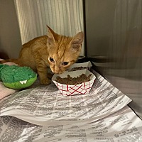 adopt a pet