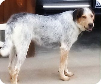 pyrenees cattle dog