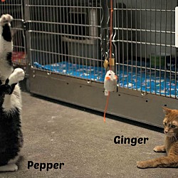 Thumbnail photo of Ginger & Pepper #4