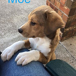 Thumbnail photo of Puppy Moe #2